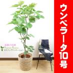 ショッピング観葉植物 観葉植物　人気のウンベラータ10号　御祝用立て札＆メッセージカード＆ラッピング無料