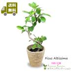 観葉植物 アルテシーマゴムの木幹曲り7号 立て札、メッセージカード無料 ラッピングも無料