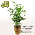 観葉植物 チャメドレア・ミクロスパディクス7号 立て札、メッセージカード無料 ラッピングも無料