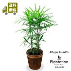 送料無料　観葉植物　シュロ竹（棕櫚竹）8号　立て札、メッセージカード無料　ラッピングも無料