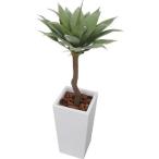 アガベツリー[GD-207]1.2...