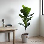 閉店SALE 在庫処分価格 / カシワバゴムノキ H115cm 観葉植物 造花 フェイクグリーン (北海道 東北 九州 沖縄 離島 送料別途)