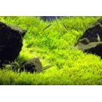 ウォーターローン（５×５cm）無農薬　前景草　品質抜群の有名ファーム産