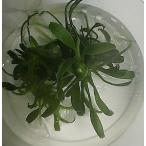  Anubias nana*Pangolino**( хлеб go Lee no)( denali -)(1 АО ) * мир самый маленький. nana. внутренний . немного количество только . крутится .. редкость . товар вид *