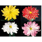 大菊　一文字咲（4品種各1本　計4本）