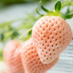  Saga префектура . река сельское хозяйство . белый клубника [. снег ] 2 упаковка итого 440g l. клубника клубника белый ..... фрукты подарок подарок 