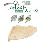  белка * Momo nga*teg-* шиншилла для forest stage угол S[ три . association ]