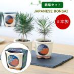  немедленно отгрузка JAPANESE BONSAI красный Fuji бонсай культивирование комплект культивирование комплект Mino . салон сосна Тунберга красный сосна сосна культивирование садоводство in bound . земля производство сделано в Японии картина в жанре укиё 