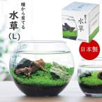 ... водоросли L водоросли аквариум культивирование комплект культивирование комплект водоросли комплект садоводство садоводство in bound . земля производство День отца День почитания пожилых людей 