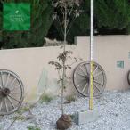 ハナミズキ赤花単木樹高H:2000...