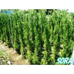  kai z kai bki высота дерева H:1500mm растение рассада 