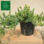  голубой Pacific 1 шт. растение рассада 