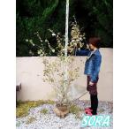 tosamizki высота дерева H:1500mm растение рассада 