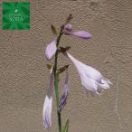 苗 ギボウシの通販 価格比較 価格 Com