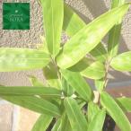 ミヤコザサ　24本　植木 苗