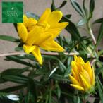 ガザニア黄花宿根6本植木苗