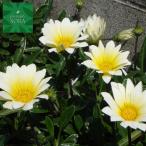 ガザニア白花宿根12本植木苗