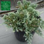  Will Tony 15cm pot 1 шт. растение рассада 