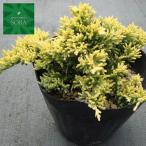  можжевельник горизонтальный 15cm pot 1 шт. растение рассада 