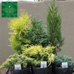  хвойное дерево 15cm pot смешанный набор C 5шт.@ растение рассада 