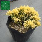  mother low te15cm pot 1 шт. растение рассада 