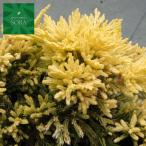  mother low te15cm pot 5шт.@ растение рассада 