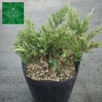  Young s Town 15cm pot 1 шт. растение рассада 