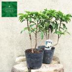  десять тысяч обе красный белый реальный комплект 13.5cm pot растение рассада 