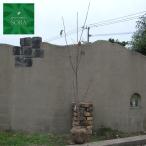 オオシマザクラ単木樹高H:2000...