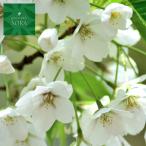 オオシマザクラ単木樹高H:2000...