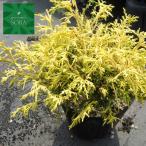 filifela ole a15cm pot 1 шт. растение рассада 