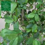 バナナツリー単木樹高H:2000m...