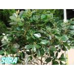 rodo слой одиночный дерево высота дерева H:1500mm растение рассада 