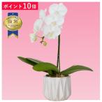 【ポイント10倍】ミディ胡蝶蘭 1本立ち 白色 カヌレ鉢