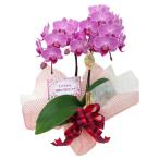 胡蝶蘭 ミディ ささやかな感謝の気持ちですセット ラッピング メッセージカードフルセット 椎名洋ラン園