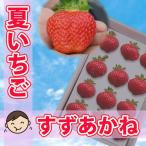 贈答用の夏いちご/長野県産すずあかね/大粒いちご/産地直送/お中元用のし可/12粒から20粒