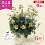 母の日 ギフト プレゼント フランネルフラワー 鉢植え 「フェアリームーン」 6号鉢 クリーム色 なめらかな手触り 癒し かわいい お洒落 フラワーギフト 贈り物