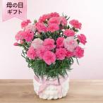 母の日 鉢植え「フレグランスカーネーション ひなあられ」カーネーション 5号 花鉢 2025 花 宅配 プレゼント ギフト 母 50代 60代 70代