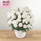 鉢植え「お母さんを偲ぶ白いカーネーション」 5号 2025 花 宅配