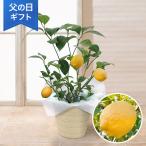 父の日 鉢植え 花  プレゼント ギフト 「おうち果樹園 レモン」 5号鉢 実付き ラッピング 家庭菜園 フルーツ 庭 フラワー ギフト 鉢 鉢花 花鉢