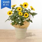 父の日 鉢植え 花  プレゼント ギフト 「ヒマワリ ソルシーカー」 5号鉢 ガーデニング コンパクト 長く楽しめる フラワー ギフト 鉢 鉢花 花鉢