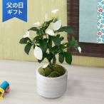 父の日　鉢植え「コンロンカ」 鉢植え 2025 花 宅配 プレゼント ギフト 父 星形 黄色