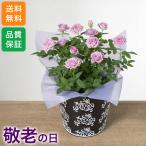 バラ 敬老の日 鉢植え「ミニバラ インプールドブルー」 5号 花 宅配 プレゼント ギフト 祝い 祖母 祖父 2025 80代 70代 60代 秋 青