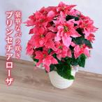  растение в горшке [ пудинг sechi Arrow The ] Рождество 5 номер po in se Cheer доставка домой подарок подарок праздник . winter подарок 