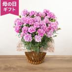 期間限定価格  母の日 カーネーション 鉢植え花 プレゼント ギフト 「ファンシーバイオレット」 5号鉢 2026華やか豪華 かわいい 贈り物