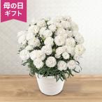 期間限定価格  鉢植え「お母さんを偲ぶ白いカーネーション」 カーネーション ピンク 5号 花鉢 2026 花 宅配 プレゼント ギフト 母 50代 60代 70代