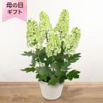 母の日 鉢植え「プレミアムアジサイ かしわ葉アジサイ」 あじさい アジサイ 緑 5号 花鉢 2025 花 宅配 プレゼント ギフト 母 50代 60代 70代