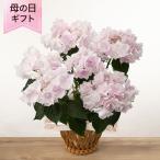 母の日 鉢植え「アジサイ ノーブルピンク」 あじさい アジサイ おしゃれ ドレス風 5号 花鉢 2025 花 宅配 プレゼント ギフト 母 50代 60代 70代