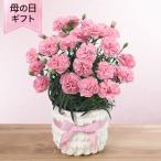 母の日 鉢植え「カーネーション アプリシア」 カーネーション ピンク 5号 花鉢 2025 花 宅配 プレゼント ギフト 母 50代 60代 70代