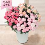 母の日 鉢植え「小久保さんのプレミアムカーネーション パステルミックス」 花鉢 2025 花 宅配 プレゼント ギフト 母 50代 60代 70代